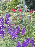 2014-06-15      Beim Übersommern.webp