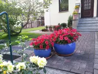 2014-06-15   Leben vor dem Haus.webp