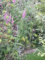 2014-06-15 naturnaher Bereich.webp