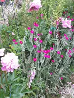 2014-06-15 Übergang zum Sommer.webp
