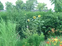 Sonnenblumen.webp