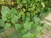 k-P1070966.webp