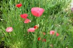 2014_0619Frühling0006 mohn #.jpg