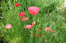 2014_0619Frühling0006 mohn #.webp