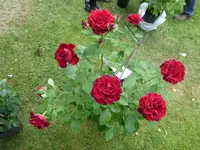 P1120049.webp