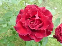 P1120050.webp