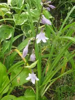 010_576x768.webp