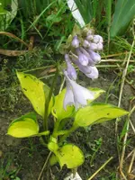 017_576x768.webp