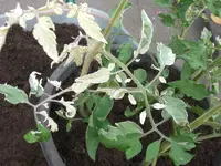CIMG9188.webp