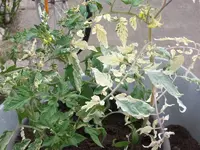 CIMG9180.webp