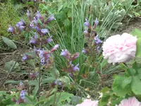 SAM_4629.webp