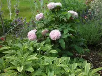 SAM_4623.webp