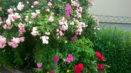 Rosen,Rosen Taglilien 2014 005.webp