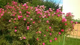 Rosen,Rosen Taglilien 2014 003.webp