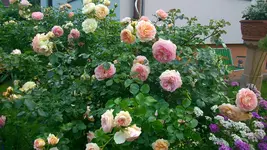 Vollansichten +Rosen 046.webp