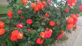 orange Rosen,Pfingstrosen, Seerosen 034.webp
