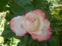 P1110434.webp