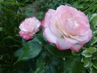 P1110587.webp