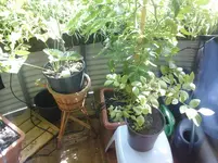 20140620_153042.webp
