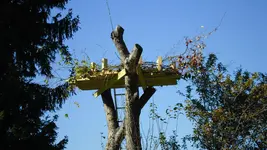 storchennest_05_2011_10.webp