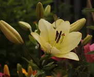 Lilie 140620.webp