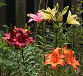 Lilien 140620.webp