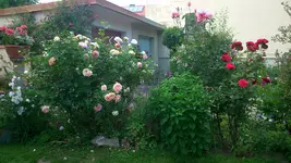 Vollansichten +Rosen 035.webp