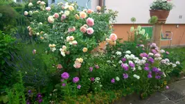 Vollansichten +Rosen 043.webp