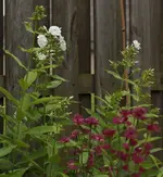 Phlox_Sterndolde.webp