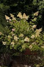 Vanille fraise 140620.webp