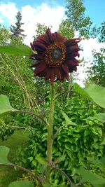 Rosen,Rosen Taglilien 2014 010.webp