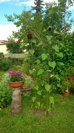 Rosen,Rosen Taglilien 2014 012.webp