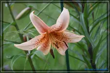 comp_DSC01695.webp