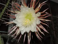 DSCN2889.webp