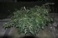 DSC_0340.webp