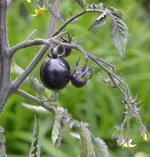 DSC_9324_schwarze_Tomate.webp