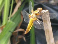 IMG_0533 Plattbauchweibchen.webp
