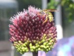 IMG_0550 Wespe auf Allium.jpg