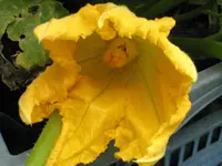 IMG_0565 Zucciniblüte.webp