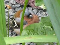 IMG_0601 Vogel.webp