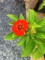 IMG_6800 Adonisröschen.webp