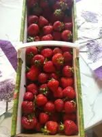 IMG_6815 Korb erdbeeren.webp