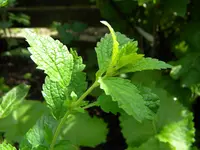 DSCN8679.webp