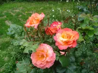 DSC03508.webp