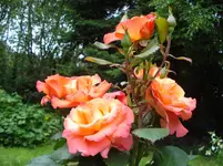 DSC03509.webp