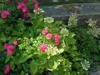 SAM_4659.webp