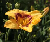 TL A 236.webp