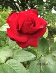 G_Blume_Edelrose_rot_v3__21.06.2014_mr.ditschy.jpg