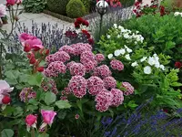 DSC01819.webp