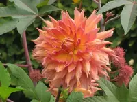 Bilda 0204.webp
